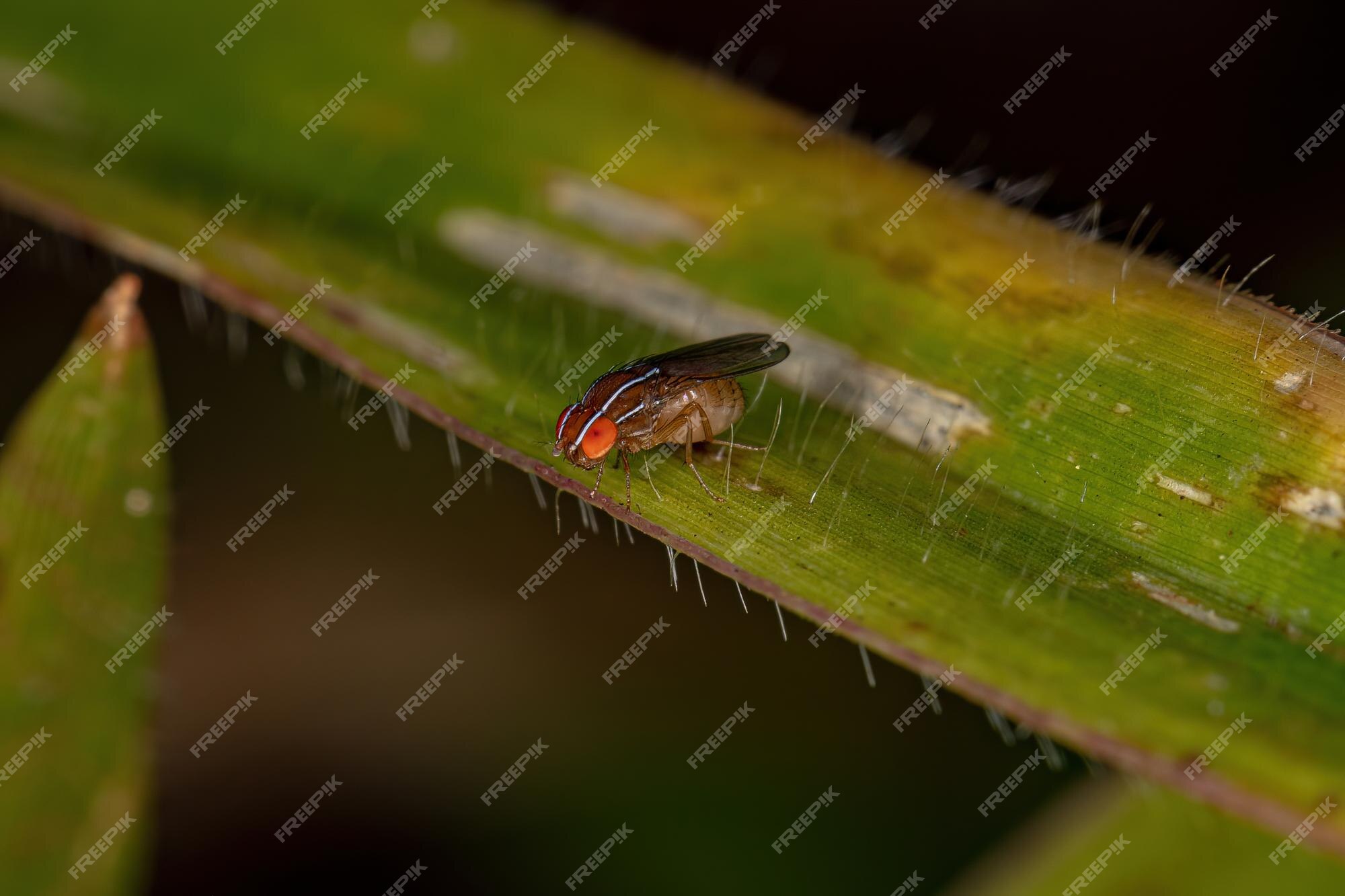 Premium Photo | Adult african fig fly of the species zaprionus indianus