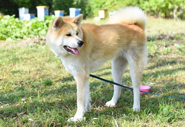 Adult akita dog from japan