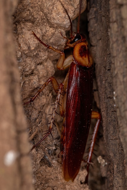 Adult American Cockroach of the species Periplaneta americana