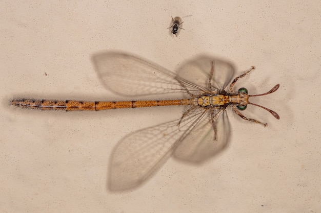 Взрослое насекомое-муравейник из семейства Myrmeleontidae