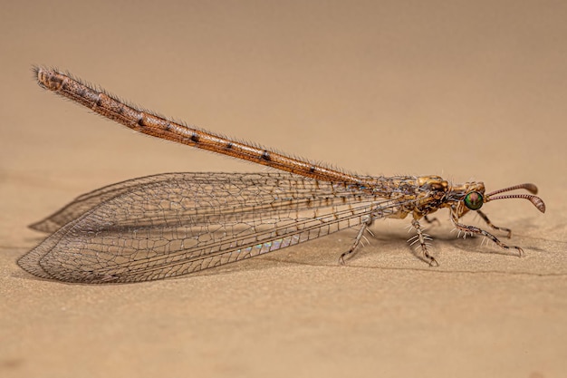 Photo adult antlion insect