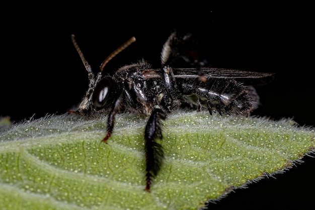 Adult Apine Bee of the Genus Tetrapedia