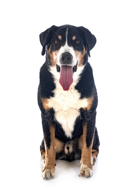 adult Appenzeller Sennenhund in front of white background