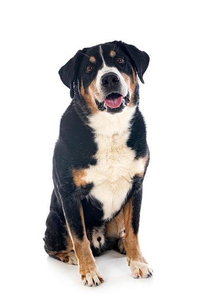 Adult Appenzeller Sennenhund