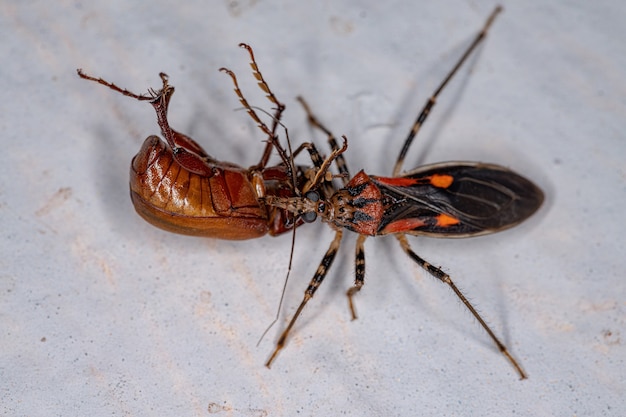 Adult Assassin Bug of the Family Reduviidae preying on a scarab