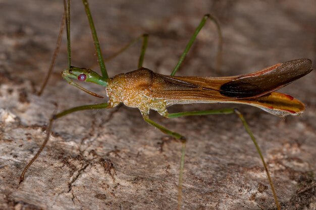 Photo adult assassin bug of the genus zelus