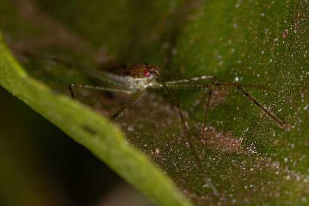 Photo adult assassin bug of the tribe harpactorini