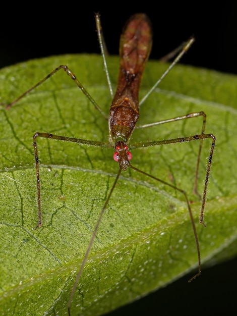 Adult Assassin Bug of the Tribe Harpactorini