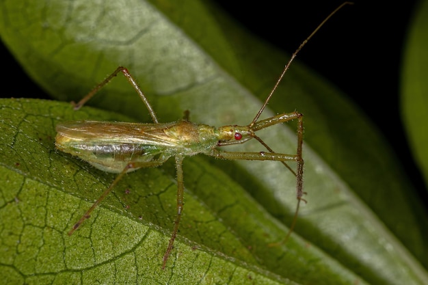 Adult Assassin Bug of the Tribe Harpactorini