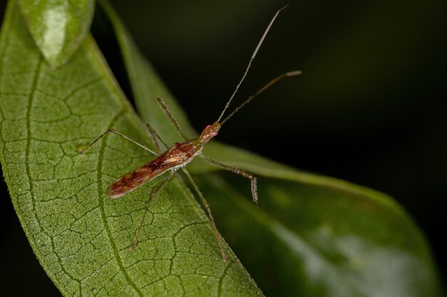 Adult Assassin Bug of the Tribe Harpactorini