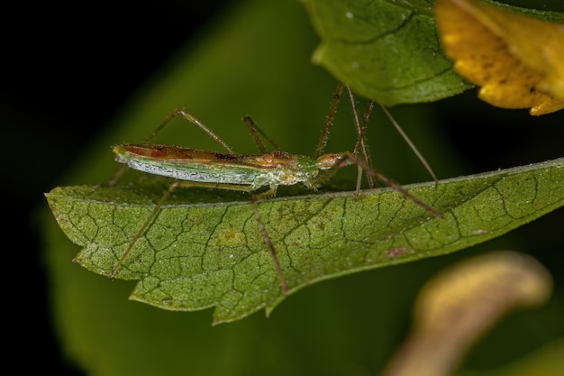 Adult Assassin Bug of the Tribe Harpactorini