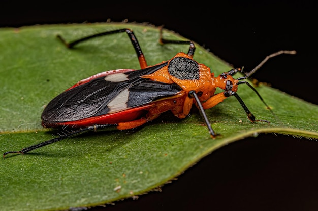 Adult Assassin Bug