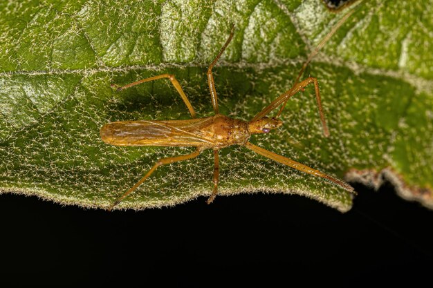 Adult Assassin Bug