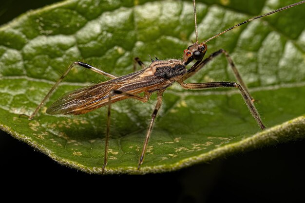 Adult Assassin Bug