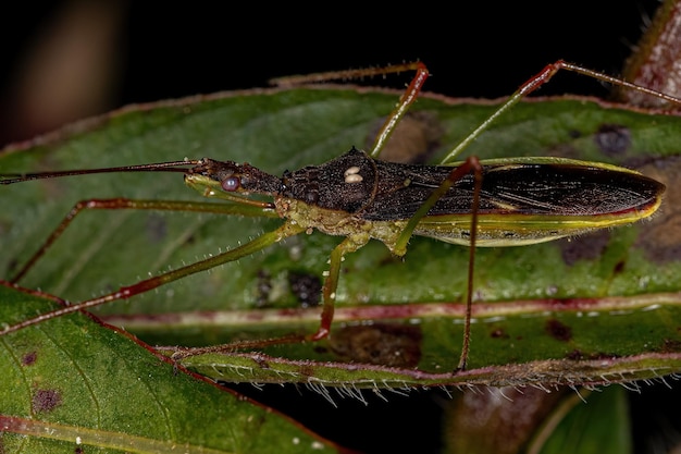 Adult Assassin Bug