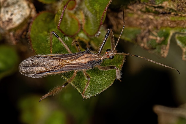 Adult Assassin Bug