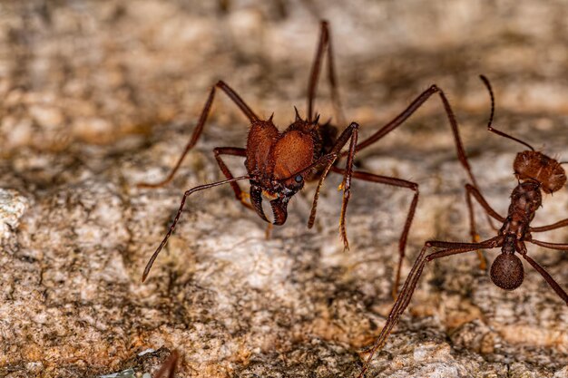 Adult Atta Leafcutter Ant