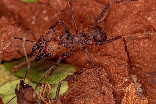 Adult Atta Leafcutter Ant