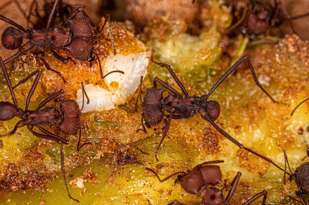 Adult Atta Leafcutter Ants