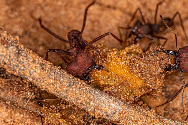 Adult Atta Leafcutter Ants