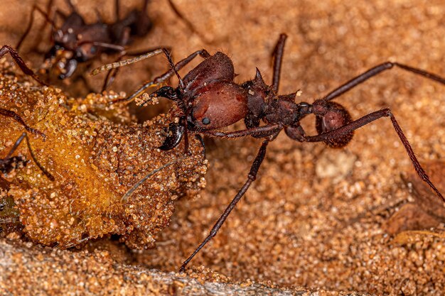 Adult Atta Leafcutter Ants