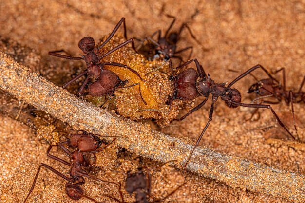 Adult Atta Leafcutter Ants