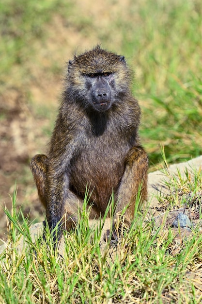 野生のアフリカのサバンナケニアの大人のヒヒ