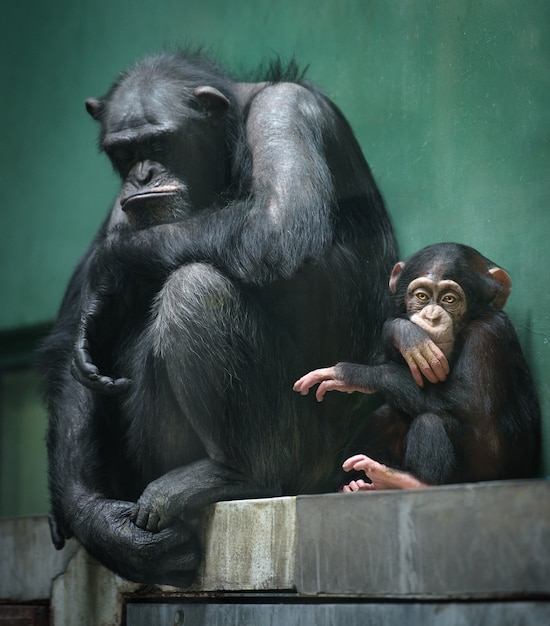 Adult and baby chimpanzees sit in a cage with sad expressions