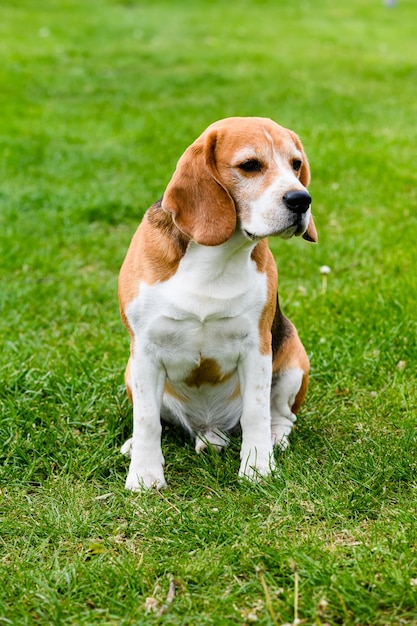 Cane beagle adulto sull'erba verde nel cortile