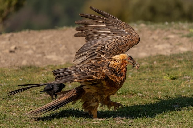 Photo adult bearded vulture starting flight with a bone in its beak