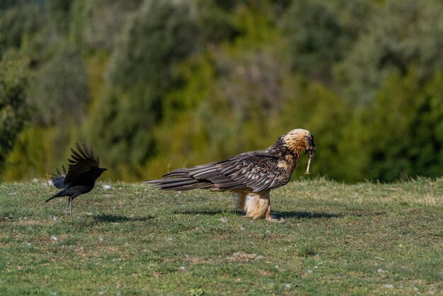 Adult Bearded Vulture with a bone in its beak and a black bird nearby