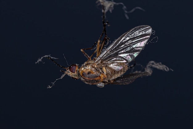 Bombyliidae 가족의 성체 꿀벌 파리