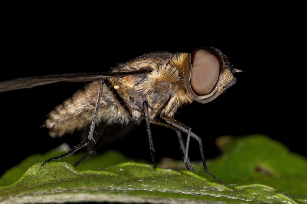 Взрослая пчелиная муха семейства Bombyliidae