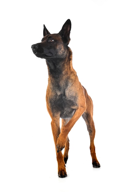 adult belgian shepherd in front of white background