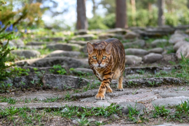 Adult bengal cat on outdoor nature background in summer\
time.