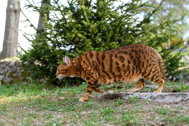 Adult Bengal cat on outdoor nature background in summer time.