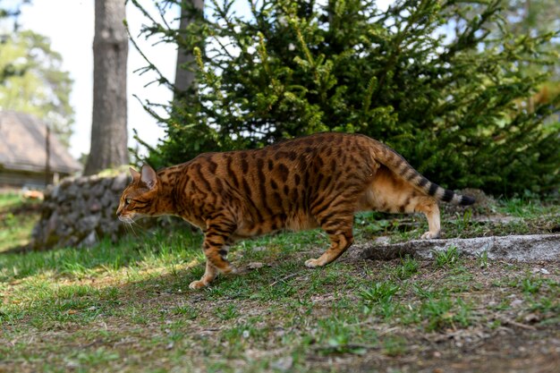 Adult bengal cat on outdoor nature background in summer\
time.