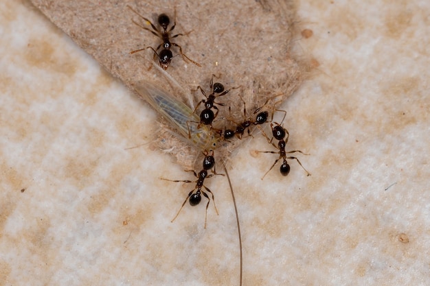 Photo adult big-headed ants of the genus pheidole preying on a small typical leafhopper of the subfamily deltocephalinae