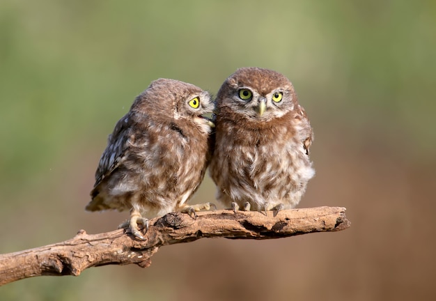 Adult birds and little owl chicks (Athene noctua) are at close range closeup.