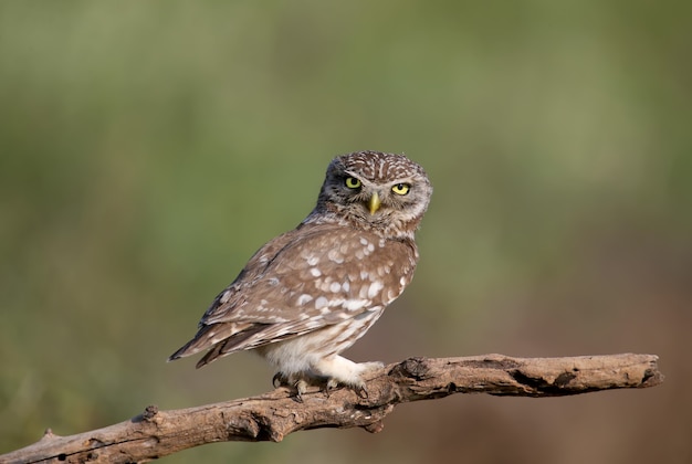 Adult birds and little owl chicks Athene noctua are at close range closeup