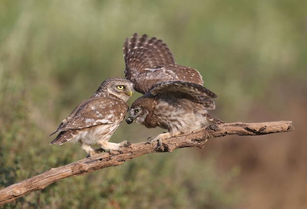 Adult birds and little owl chicks (Athene noctua) are photographed at close range closeup on a blurred background.