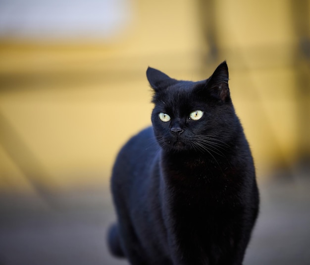 Adult black cat is resting in nature