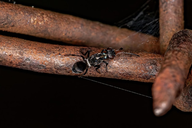 Photo adult black chalcidoid wasp of the subfamily eupelminae