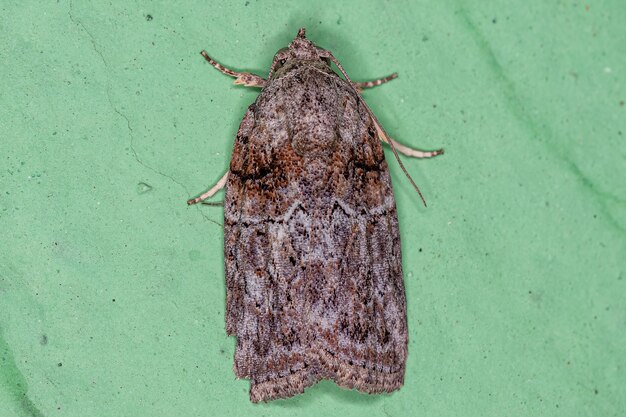 Adult Black-olive Caterpillar Moth of the species Garella nilotica