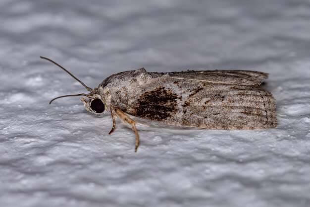 Adult Black-olive Caterpillar Moth of the species Garella nilotica