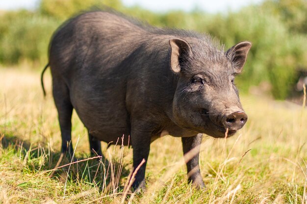 Photo adult black pig