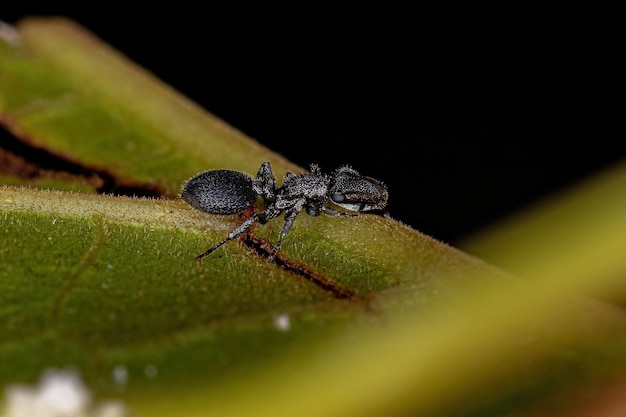 Cephalotes 속의 성인 검은 거북 개미