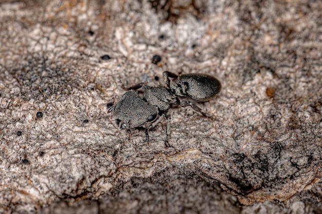 사진 cephalotes 속의 성인 검은 거북 개미