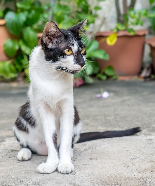 Adult black and white cat sit on concrete outdoor floor selective focus on its eye