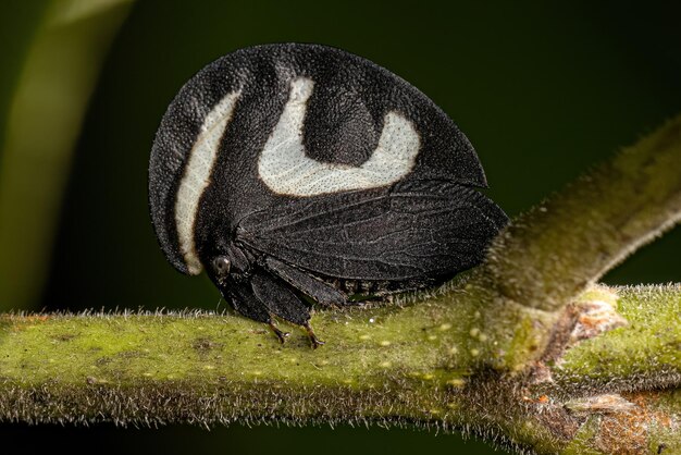 Photo adult black and white treehopper